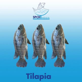 Tilapia