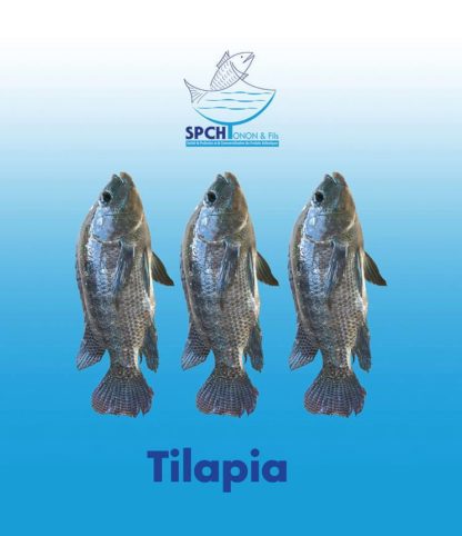 Tilapia