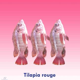 Tilapia rouge