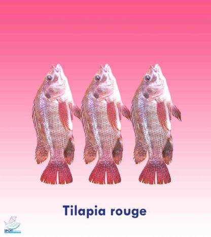 Tilapia rouge