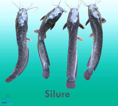 silure